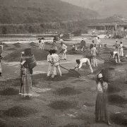 Foto de escravos numa fazenda de café no século XIX. Autor fala da sociofobia
