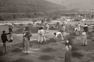 Foto de escravos numa fazenda de café no século XIX. Autor fala da sociofobia
