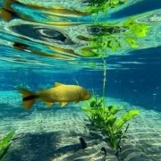 Bonito paraíso