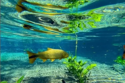 Bonito paraíso