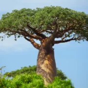 baobá