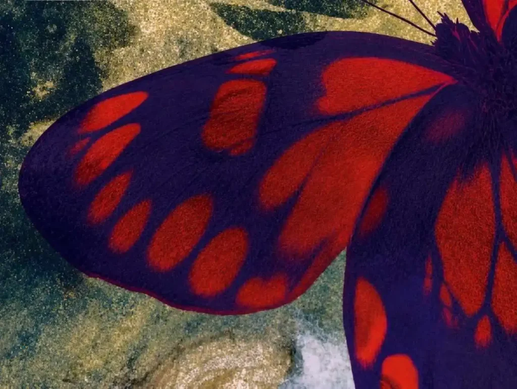 mariposas