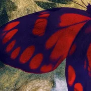 mariposas