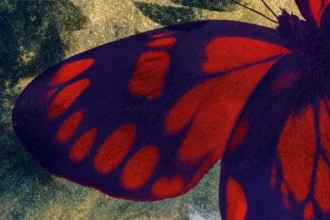 mariposas