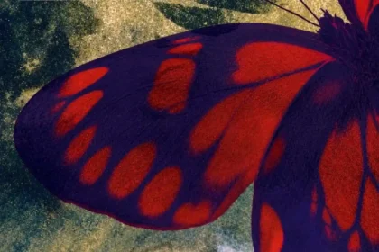 mariposas