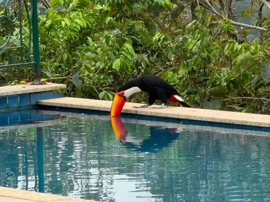 contraste