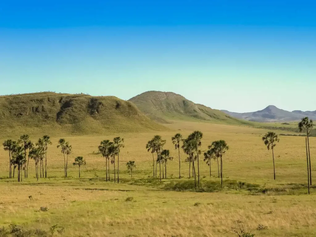 cerrado