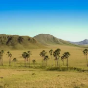 cerrado