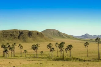 cerrado