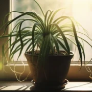 planta