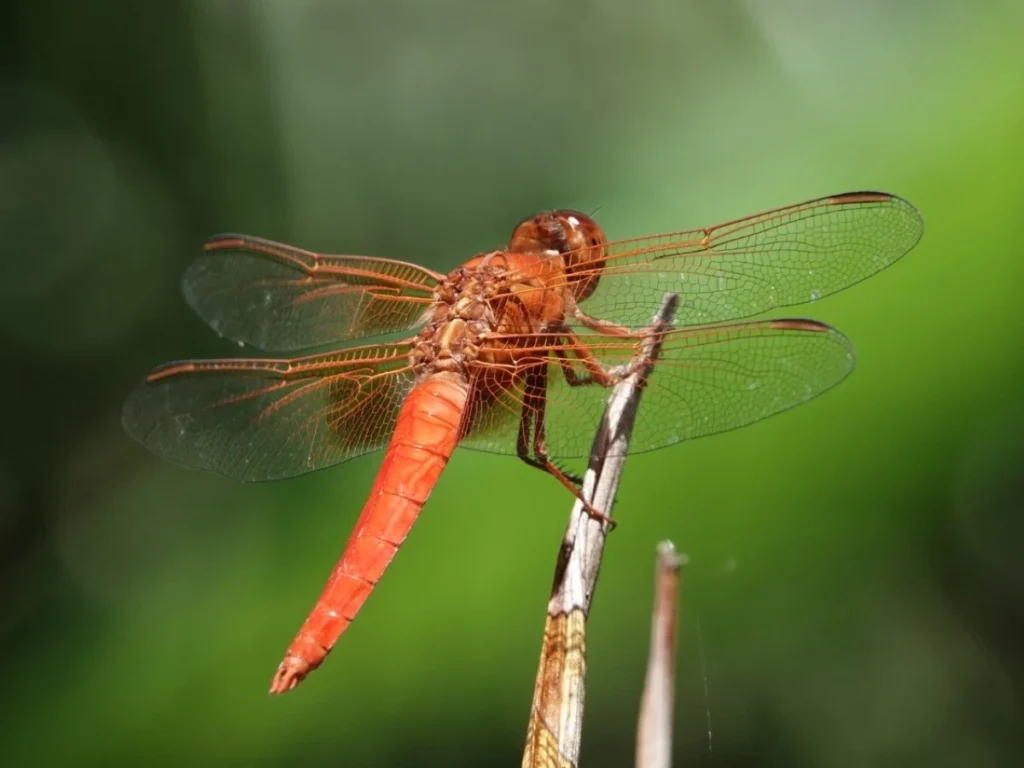 libélula