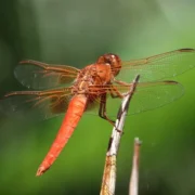 libélula