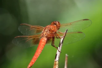 libélula