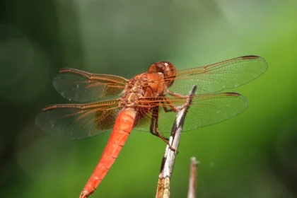 libélula
